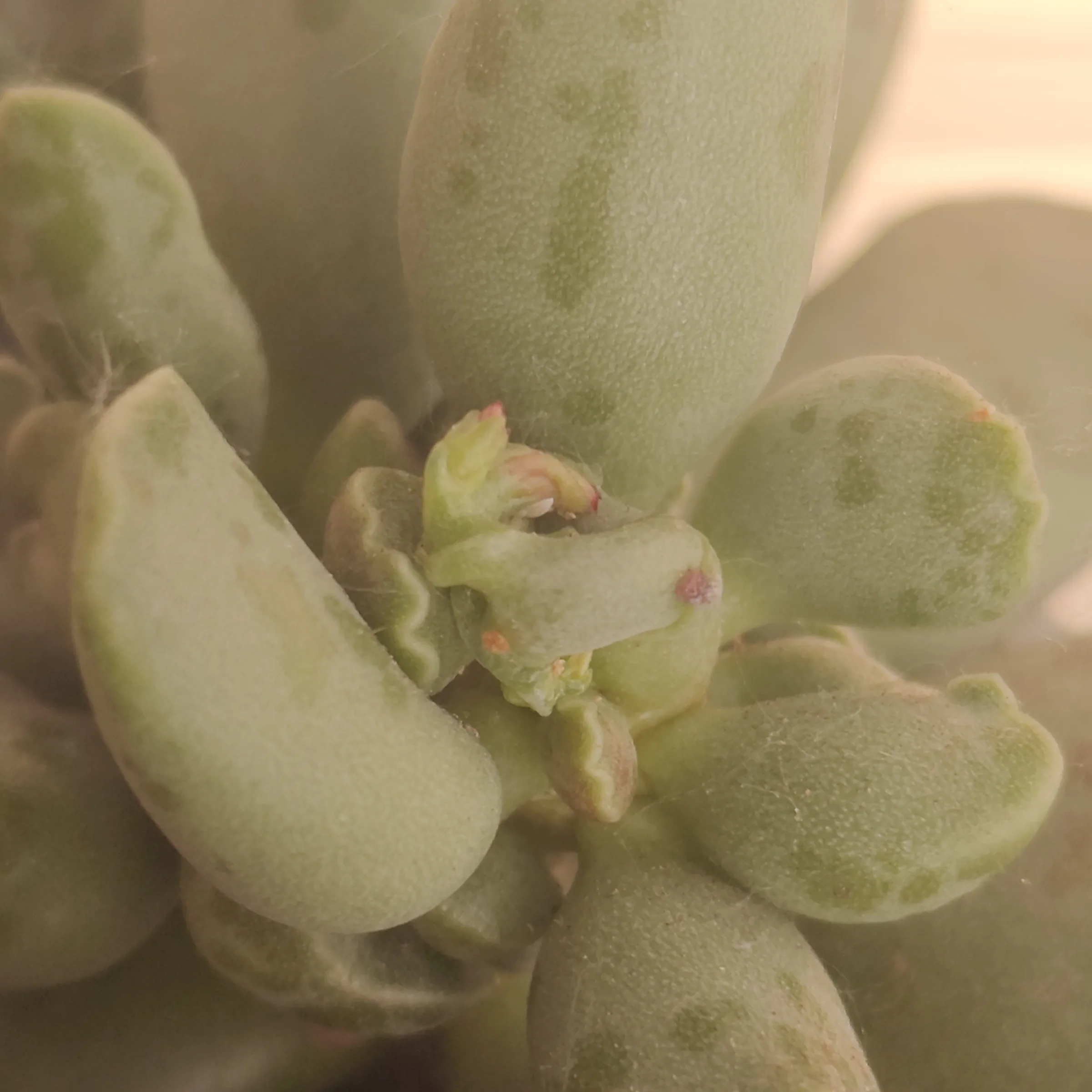 Adromischus Cooperi 3