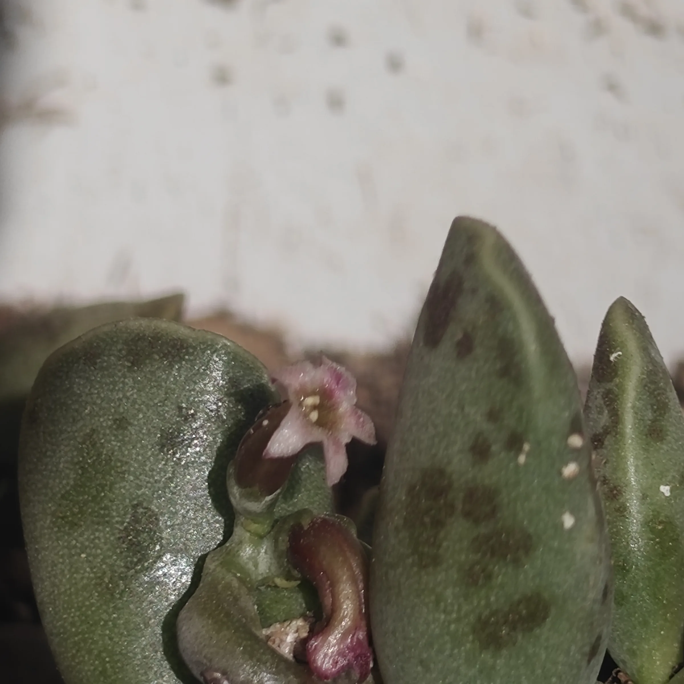 Adromischus Cooperi flor 1