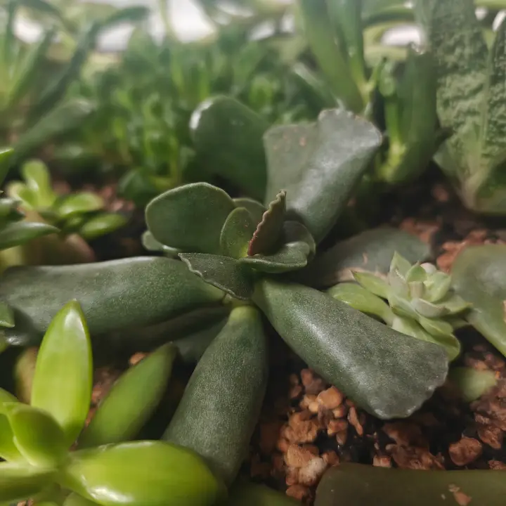 Adromischus Cooperi 3