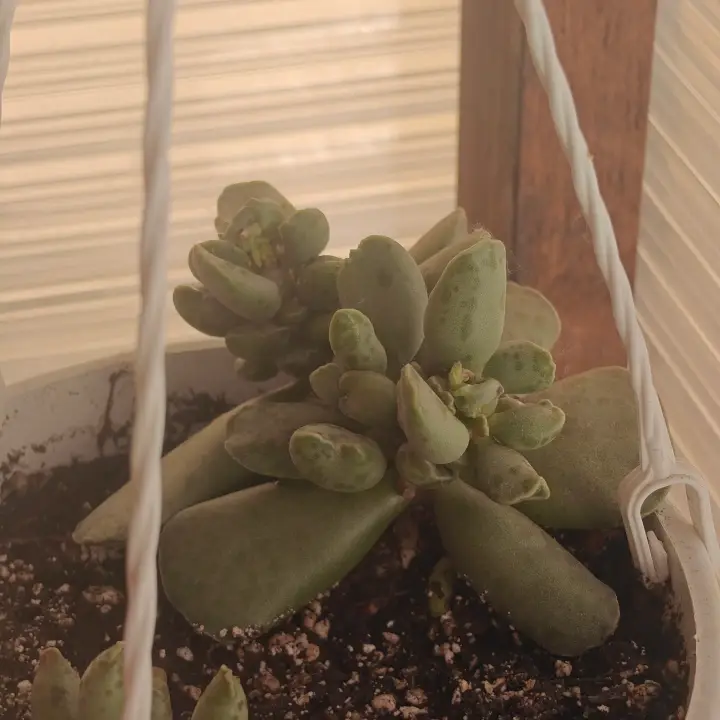 Adromischus Cooperi 2