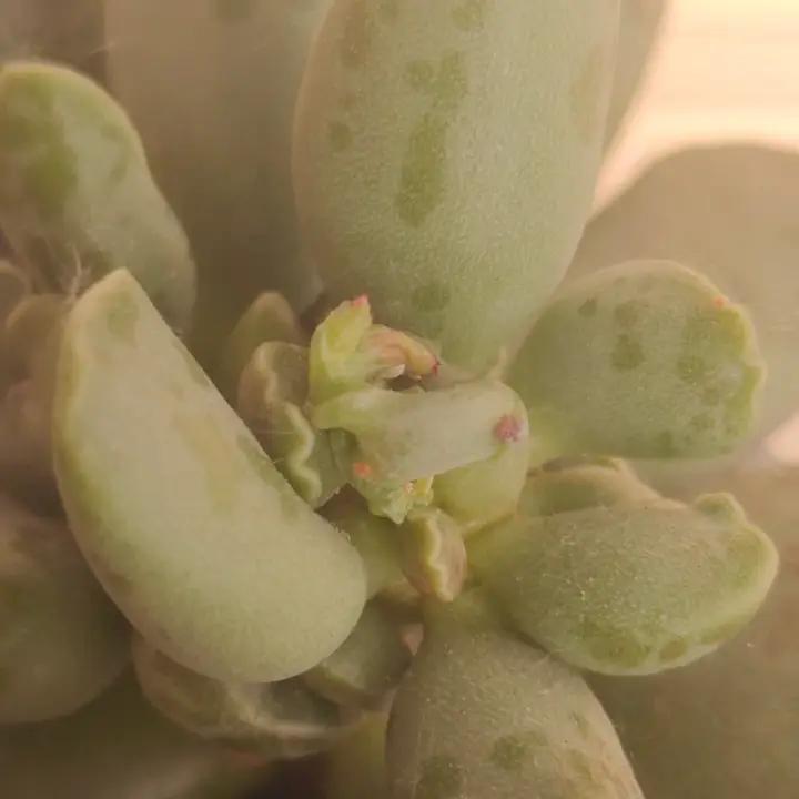 Adromischus Cooperi flor 2