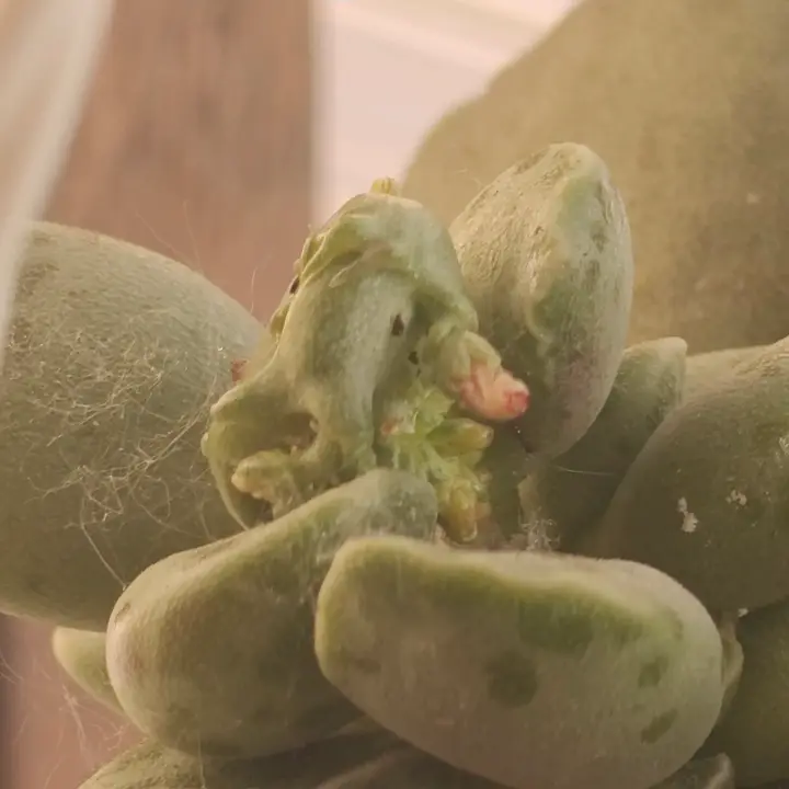 Adromischus Cooperi flor 3