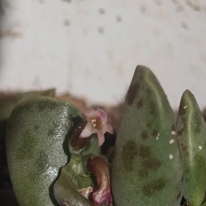 Adromischus Cooperi flor 1