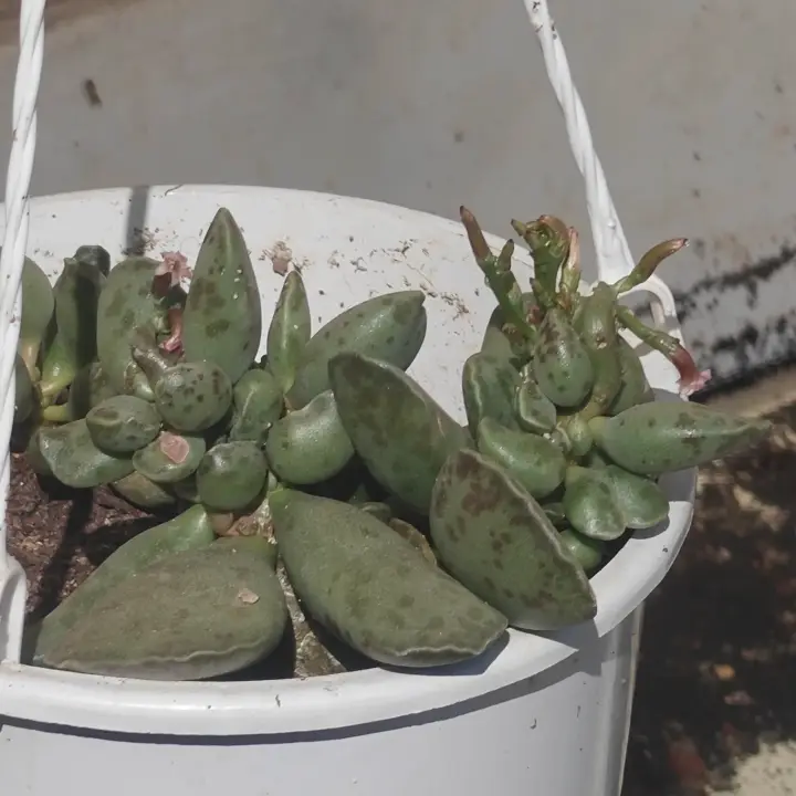 Adromischus Cooperi 1