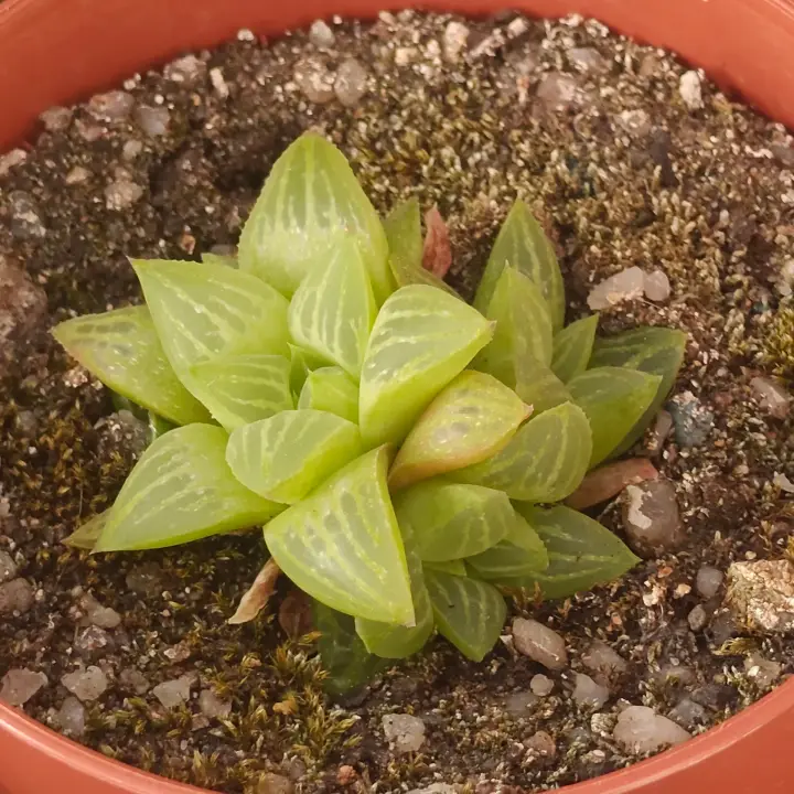 Haworthia 'Geraldii' 1