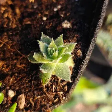Aeonium Simsii 1