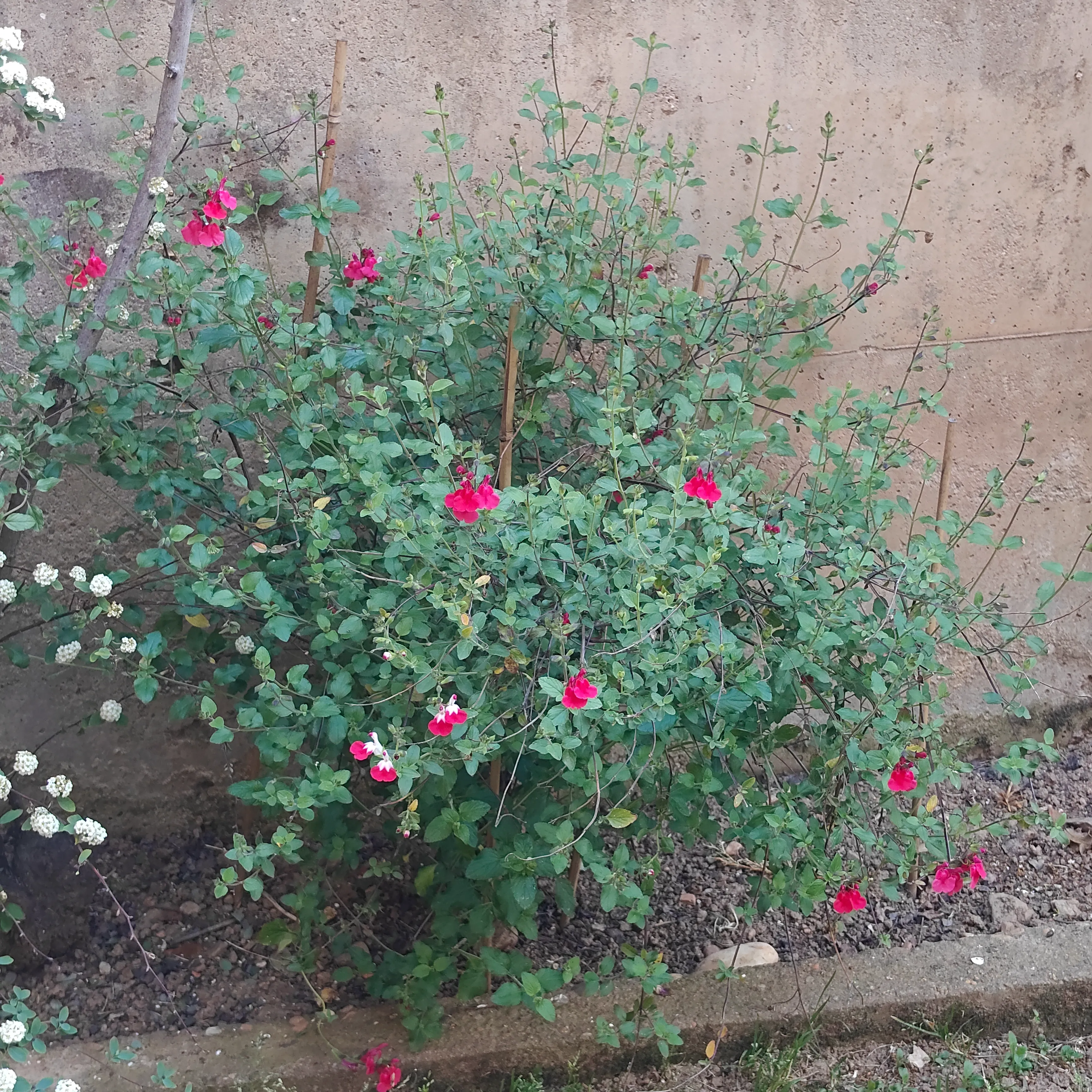 Salvia microphylla 3