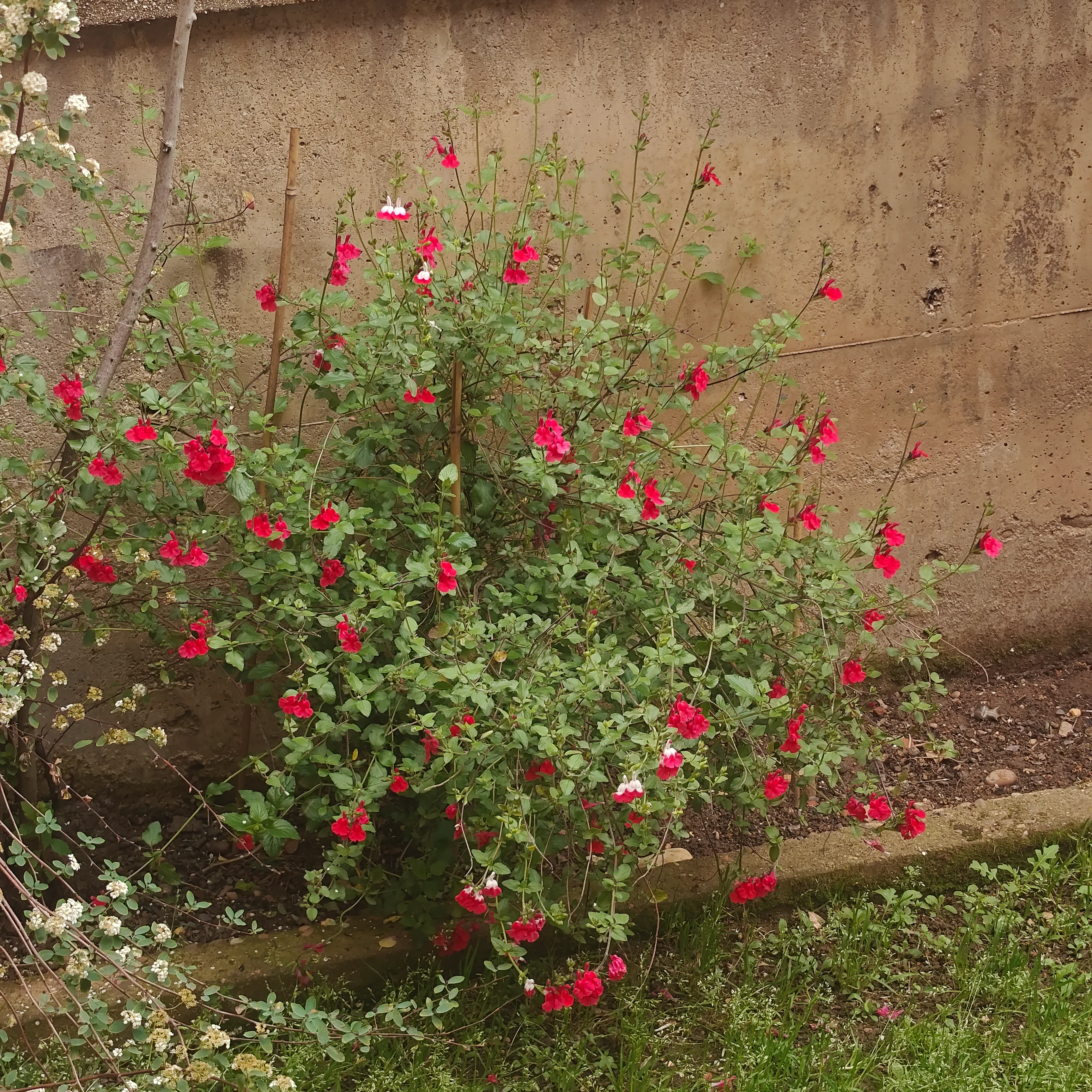 Salvia microphylla 2