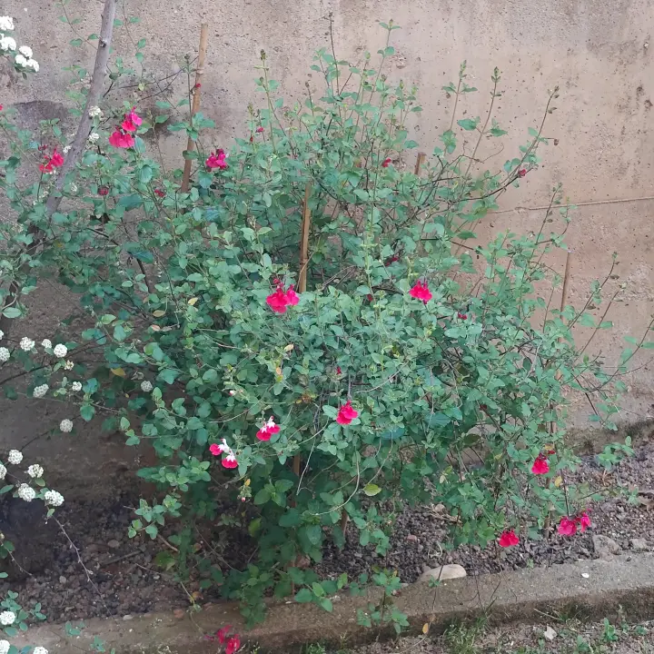 Salvia microphylla 3