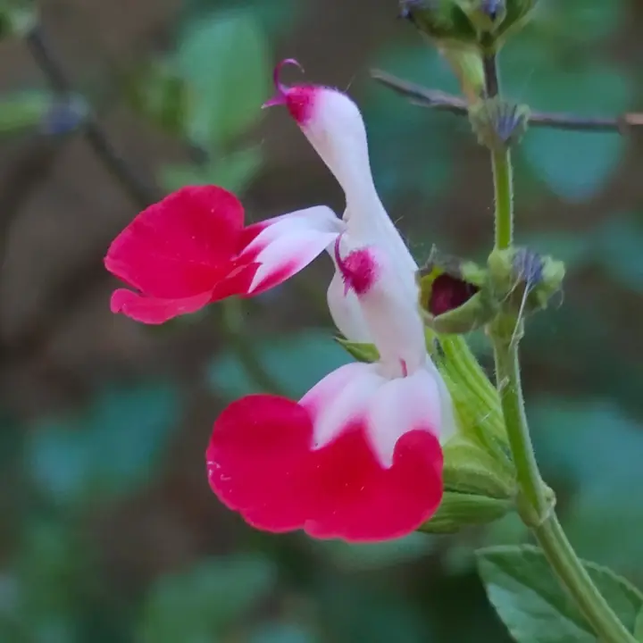 Salvia microphylla flor 1