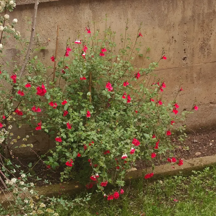 Salvia microphylla 2