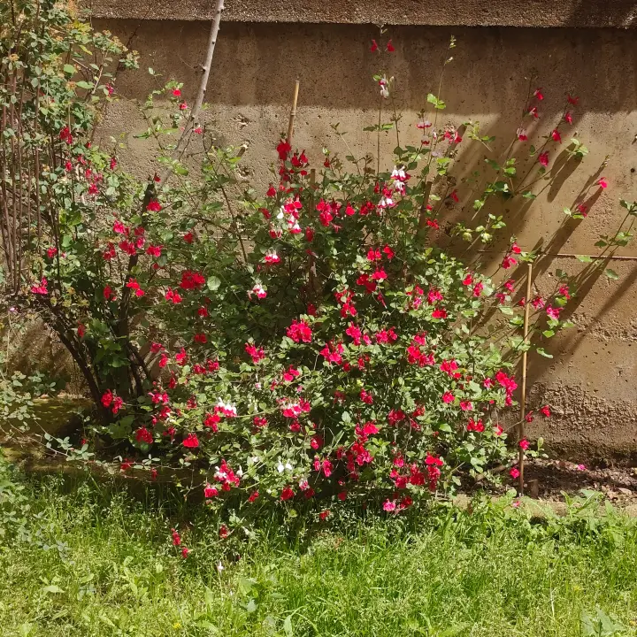 Salvia microphylla 1