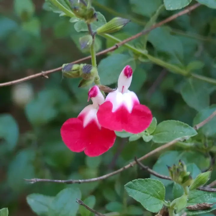 Salvia microphylla flor 2