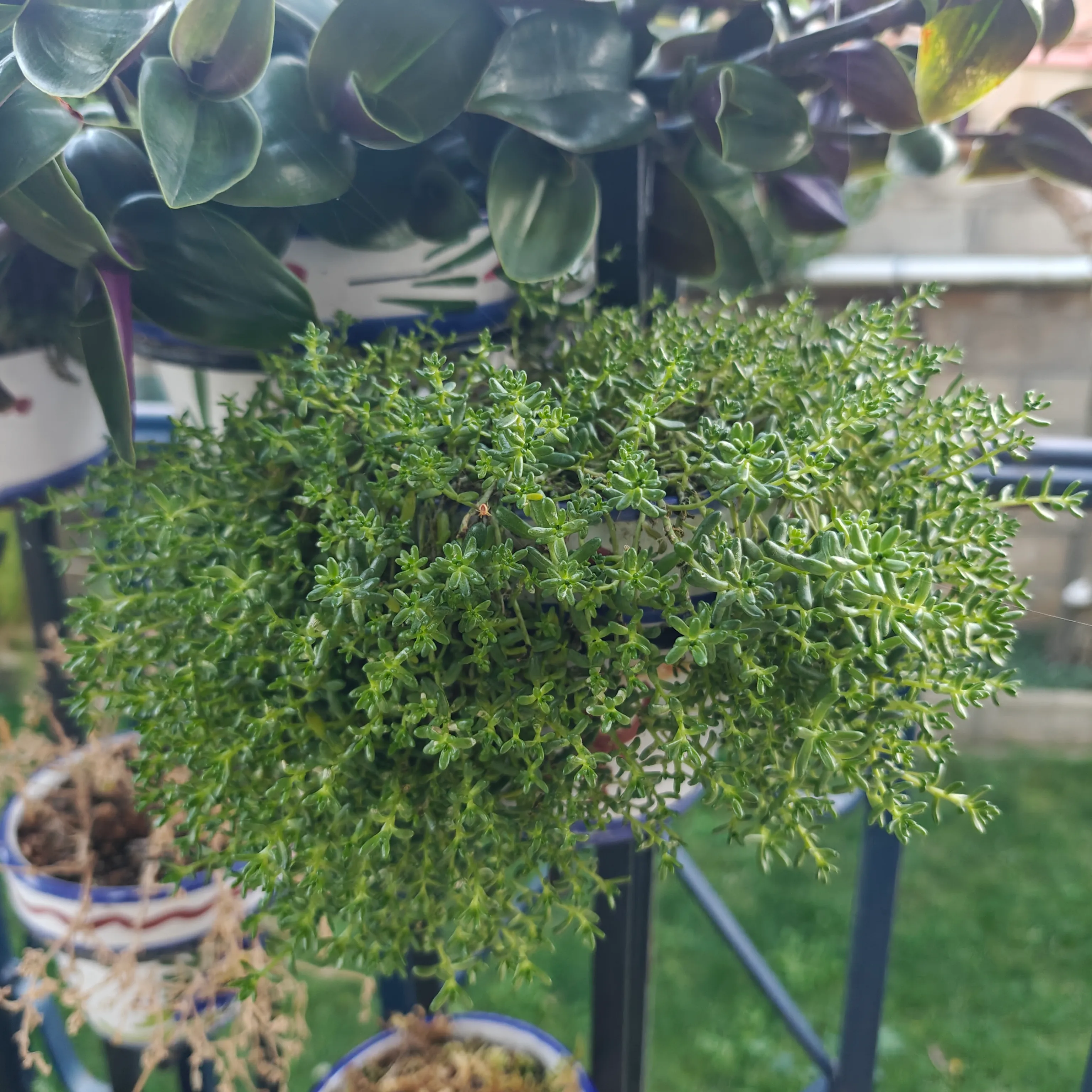 Sedum Album 2
