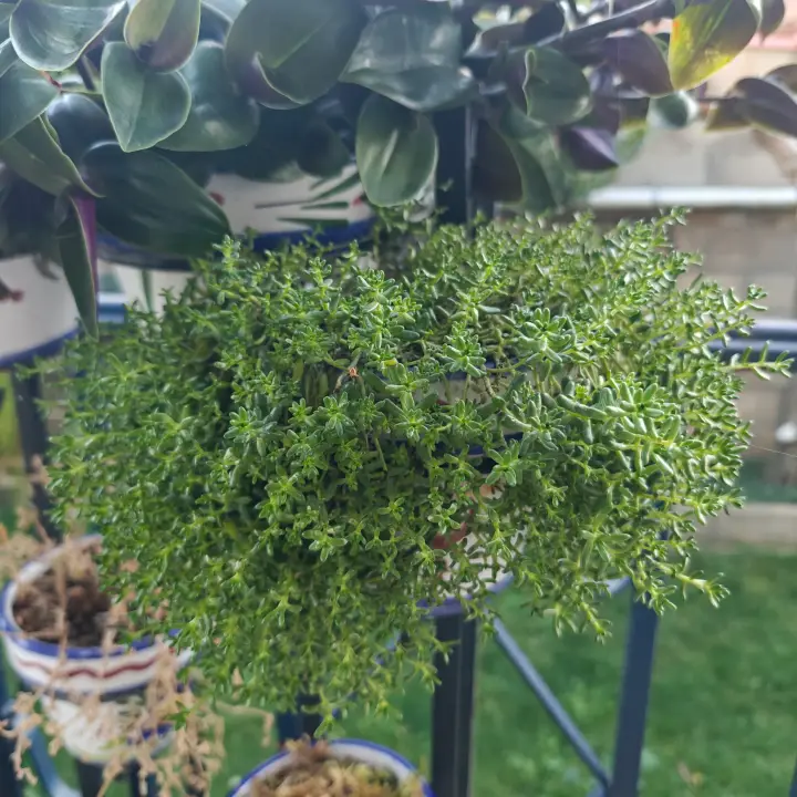 Sedum Album 2