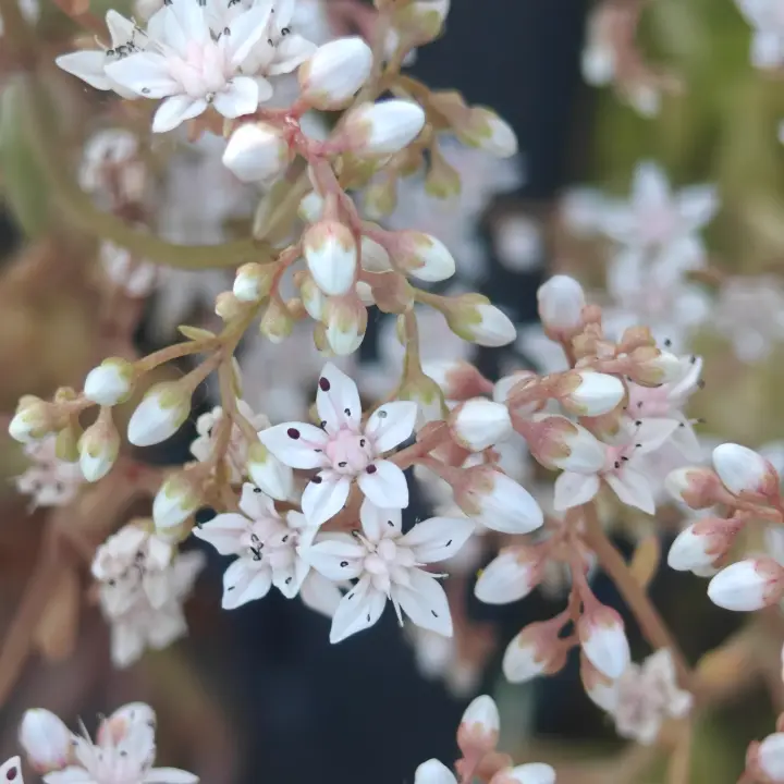 Sedum Album flor 1