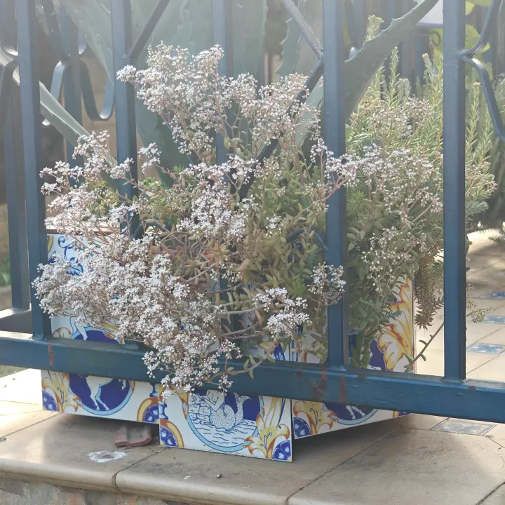 Sedum Album flor 2