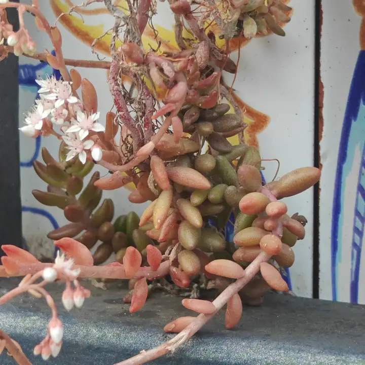 Sedum Album 1