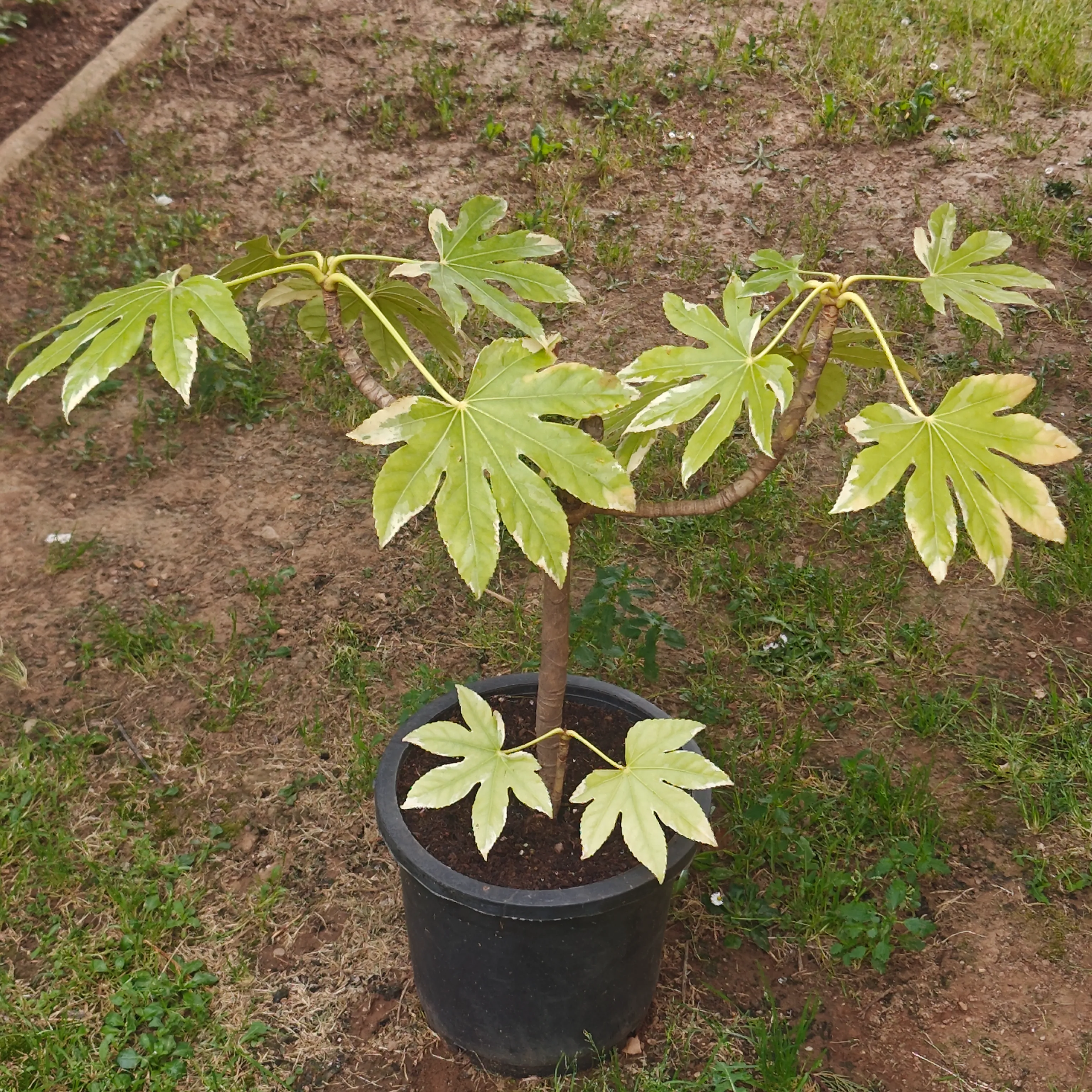 Fatsia japonica variegada