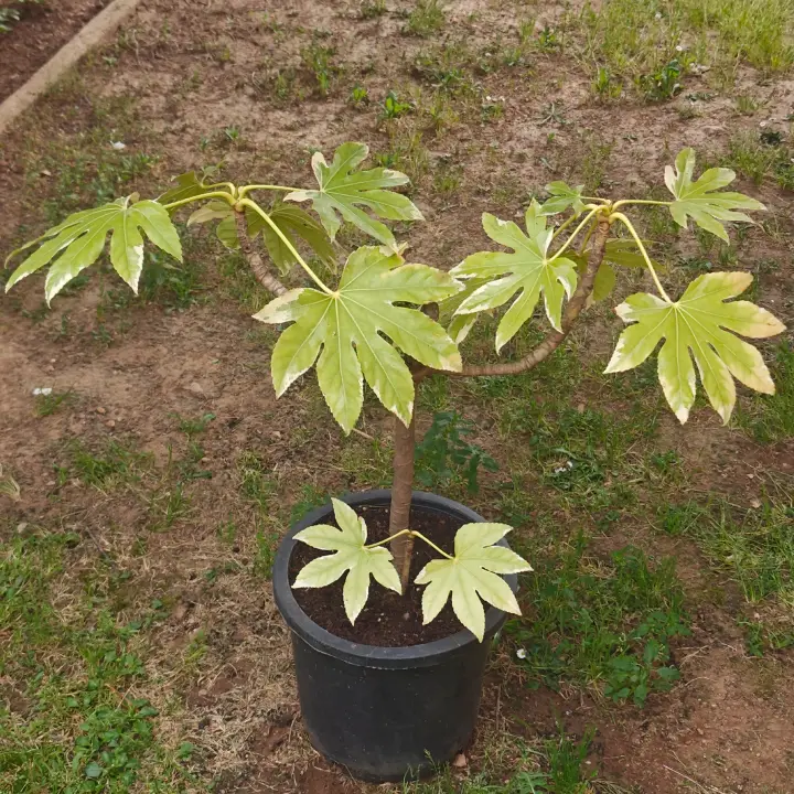 Fatsia japonica variegada 1