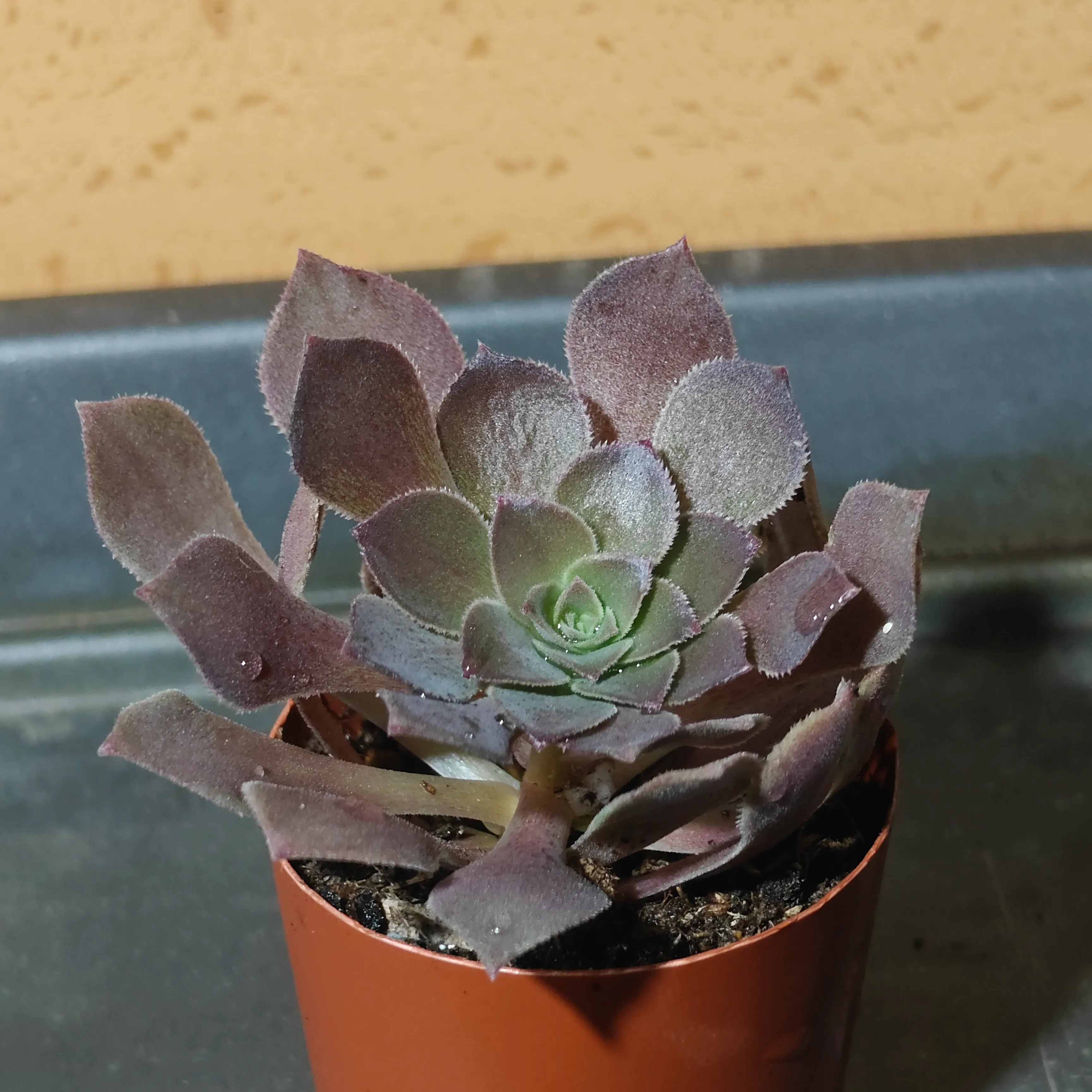 Aeonium arboreum 2