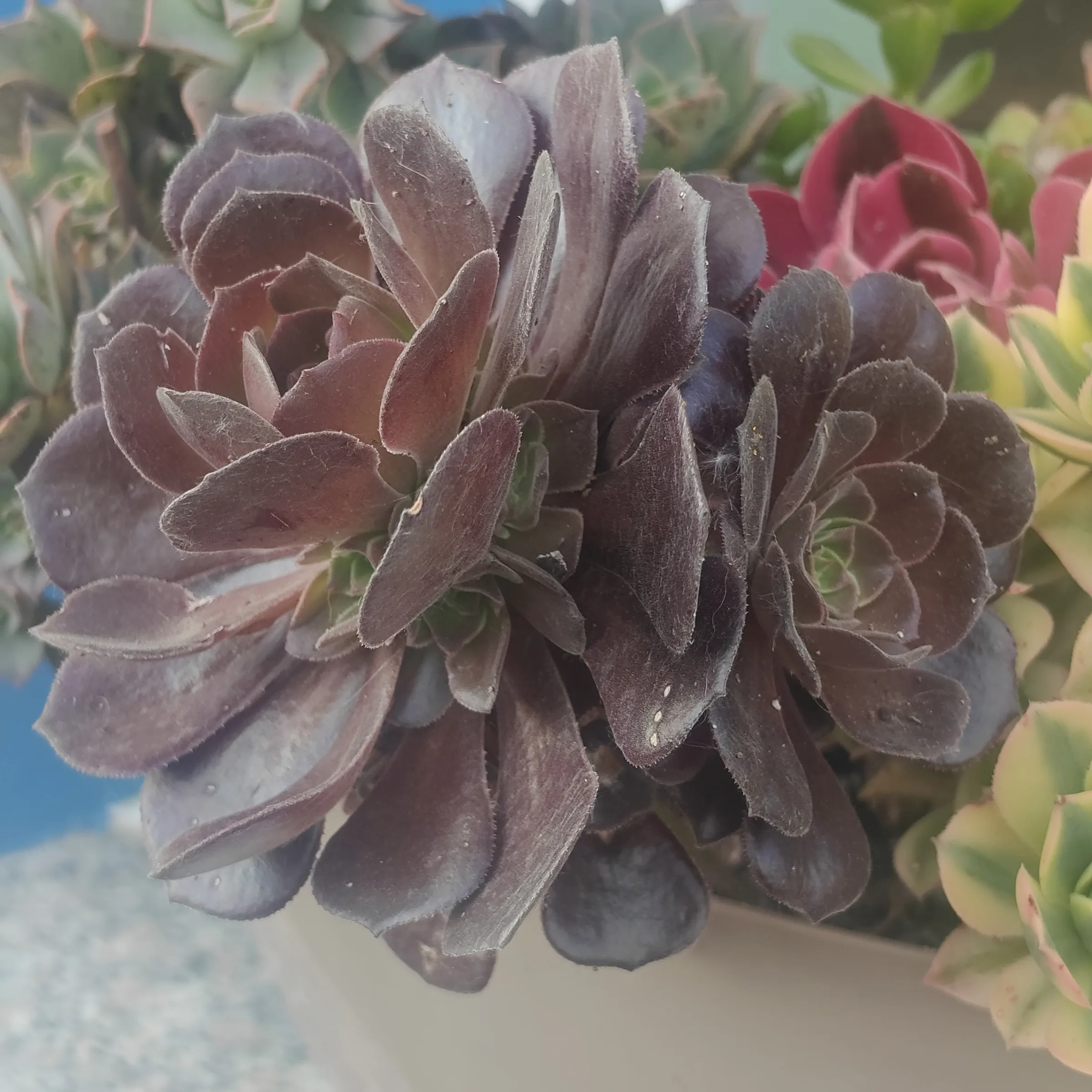 Aeonium arboreum