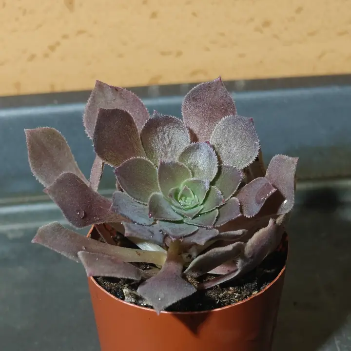 Aeonium arboreum 2
