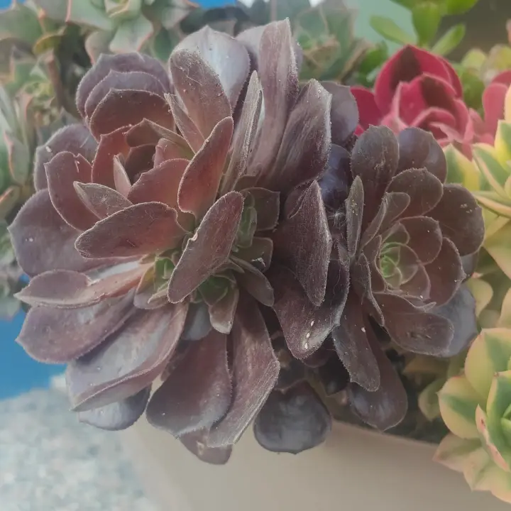 Aeonium arboreum 1
