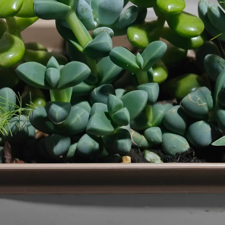 Delosperma lehmannii 1