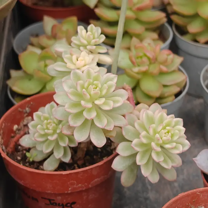 Sedum Joyce Tulloch Variegada 2