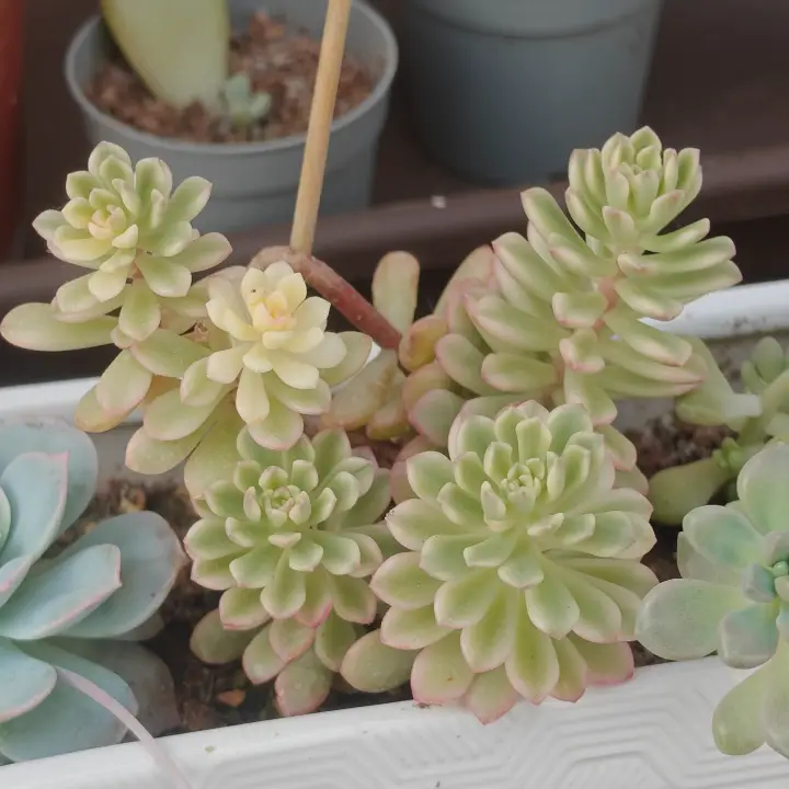 Sedum Joyce Tulloch Variegada 1