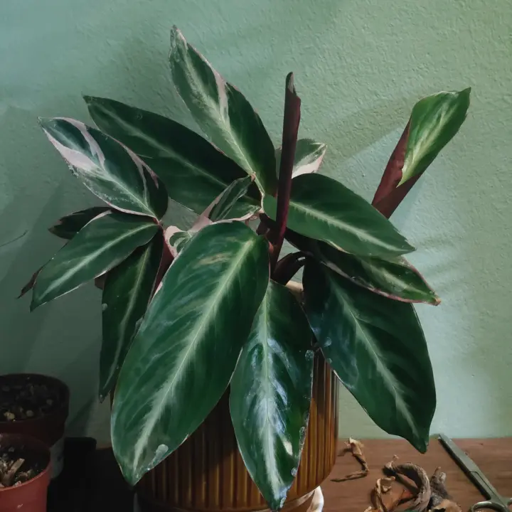 Stromanthe thalia 1
