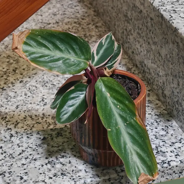 Stromanthe thalia 2