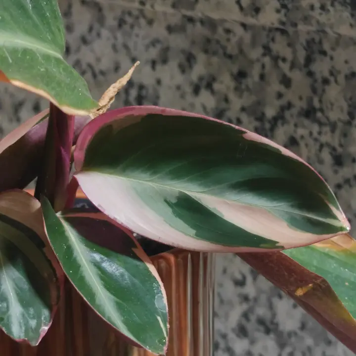Stromanthe thalia 3