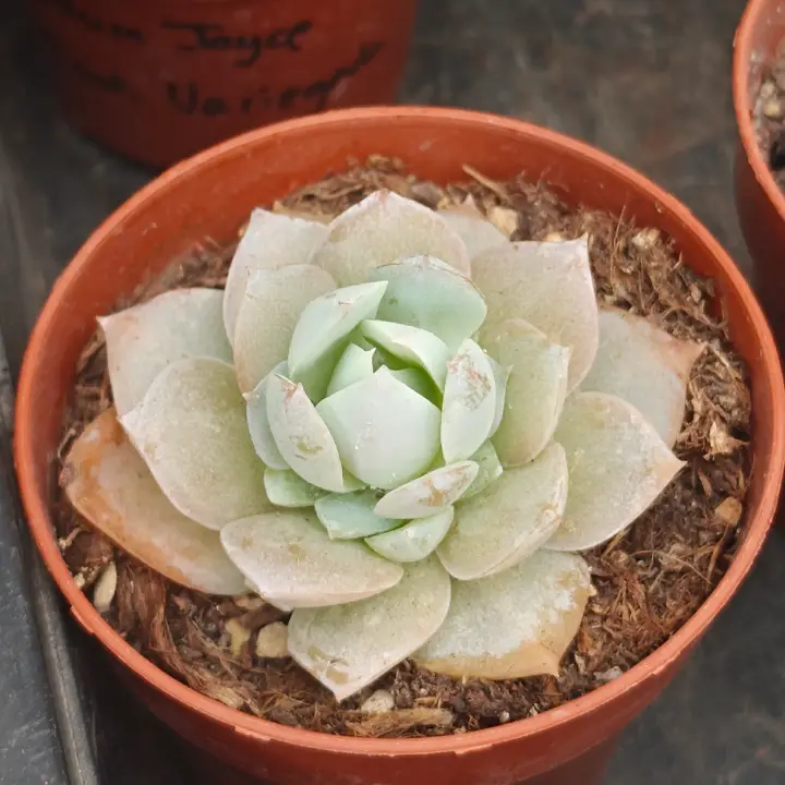 Sedum suaveolens 2