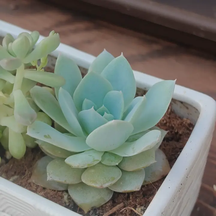Sedum suaveolens 1