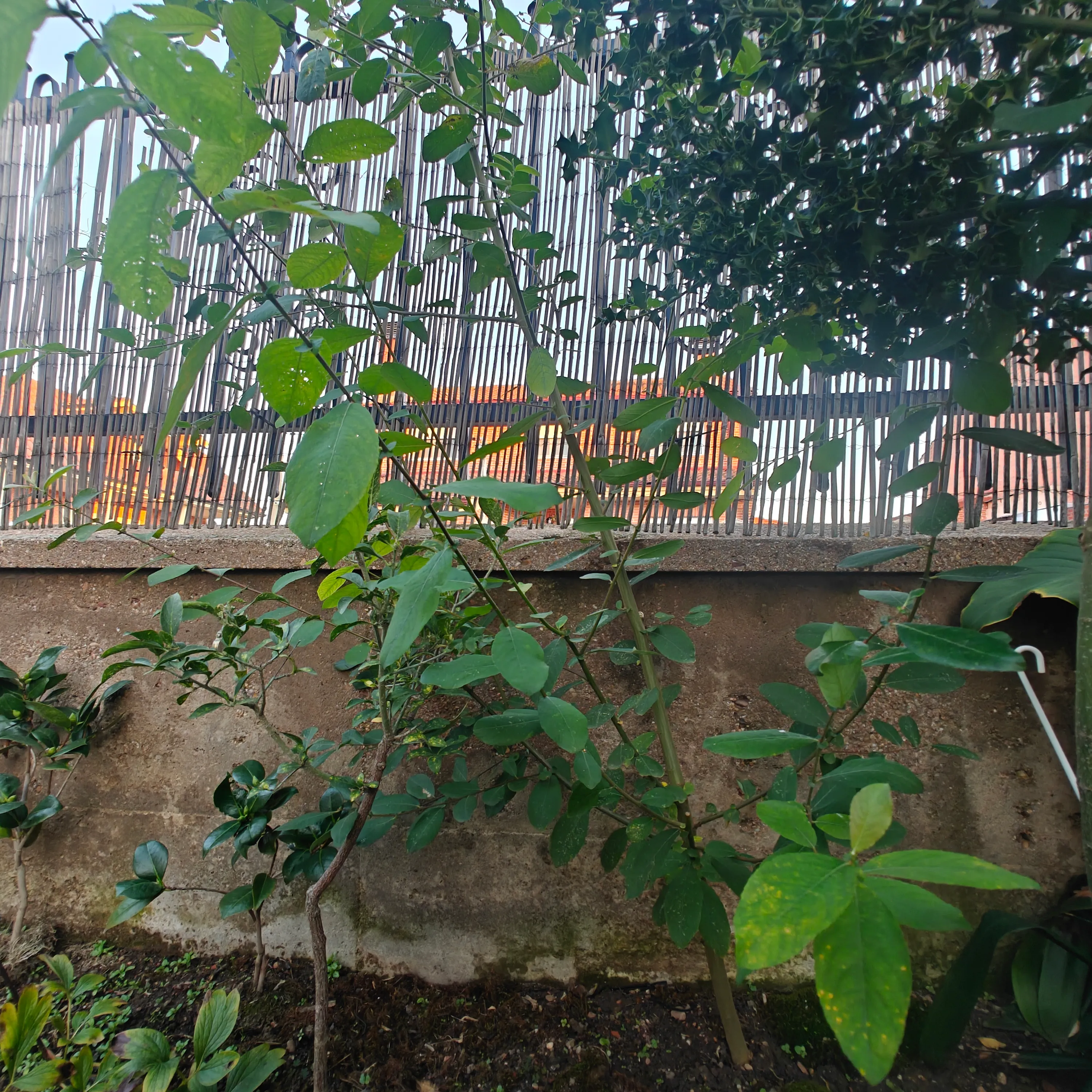 Salix Atrocinerea
