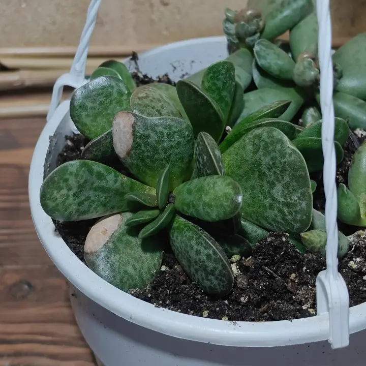 Adromischus maculatus 1