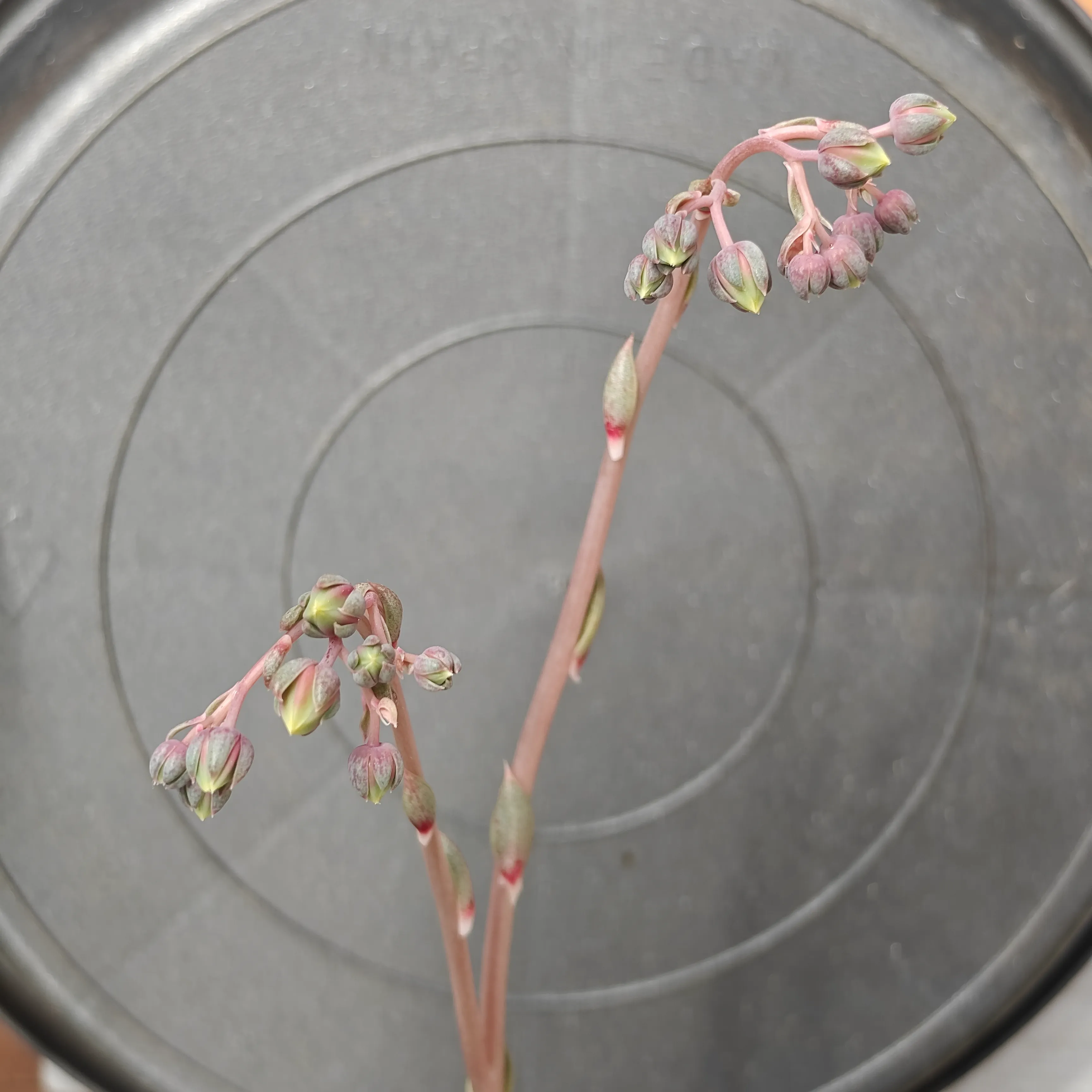 Echeveria purpusiorum 10