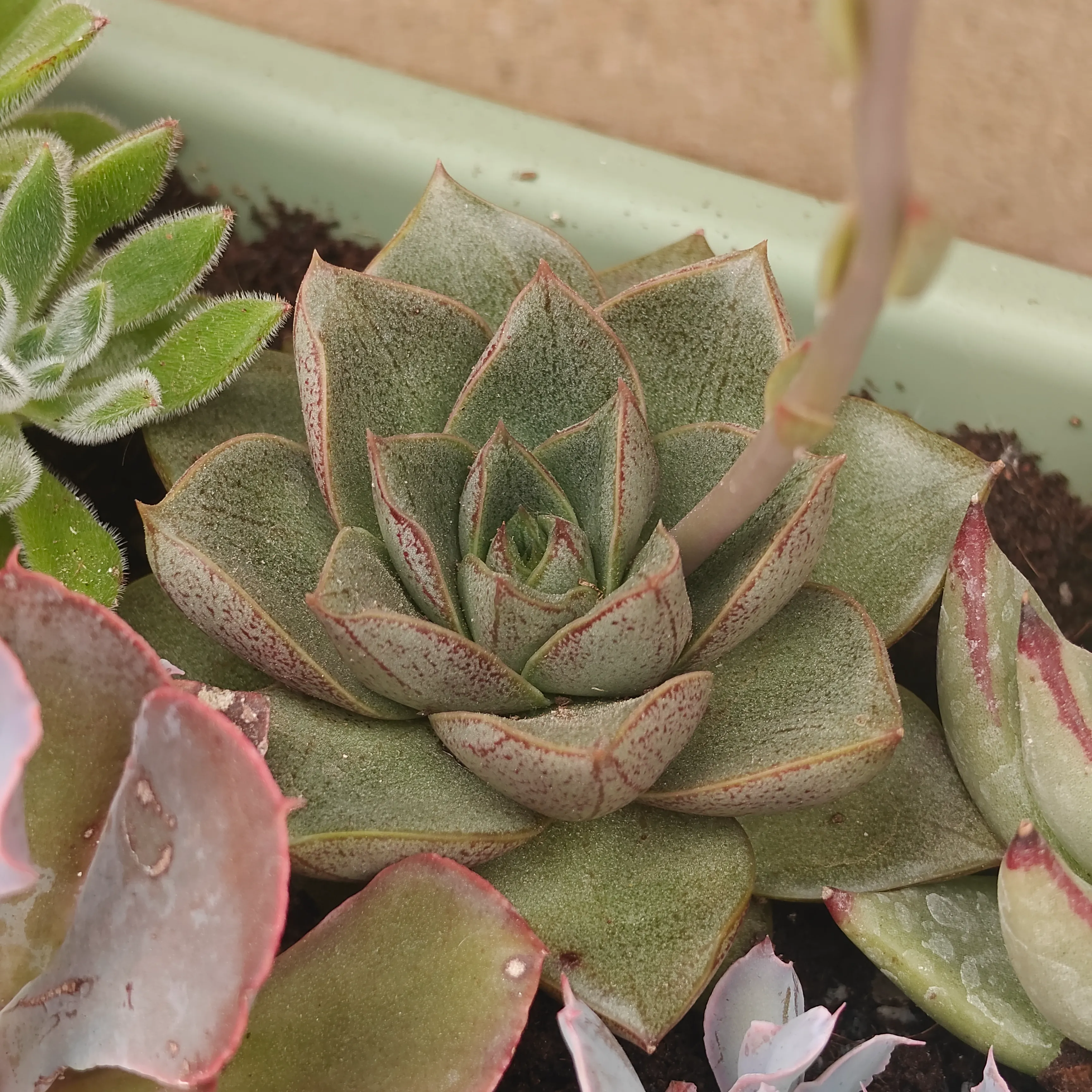 Echeveria purpusiorum