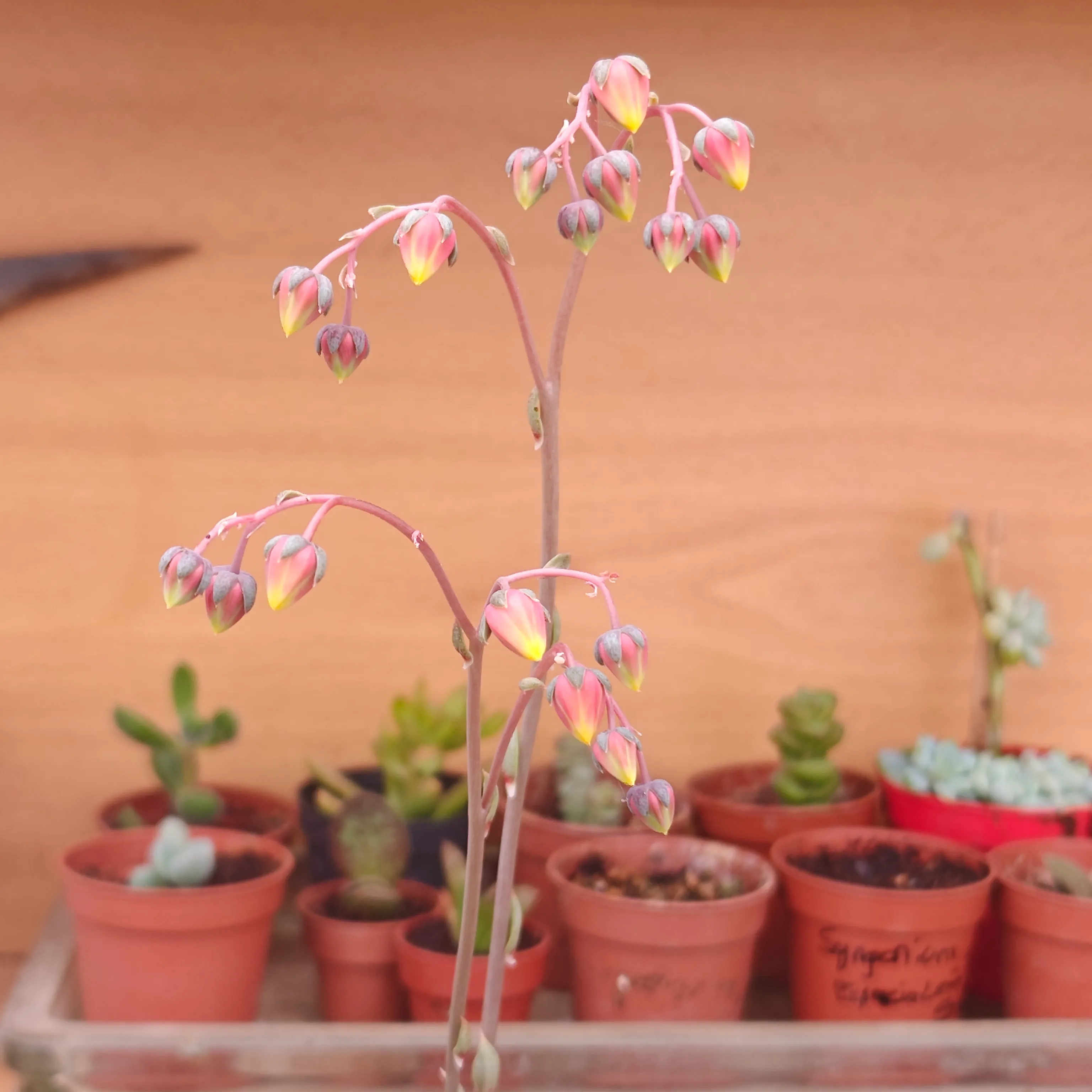 Echeveria purpusiorum 7