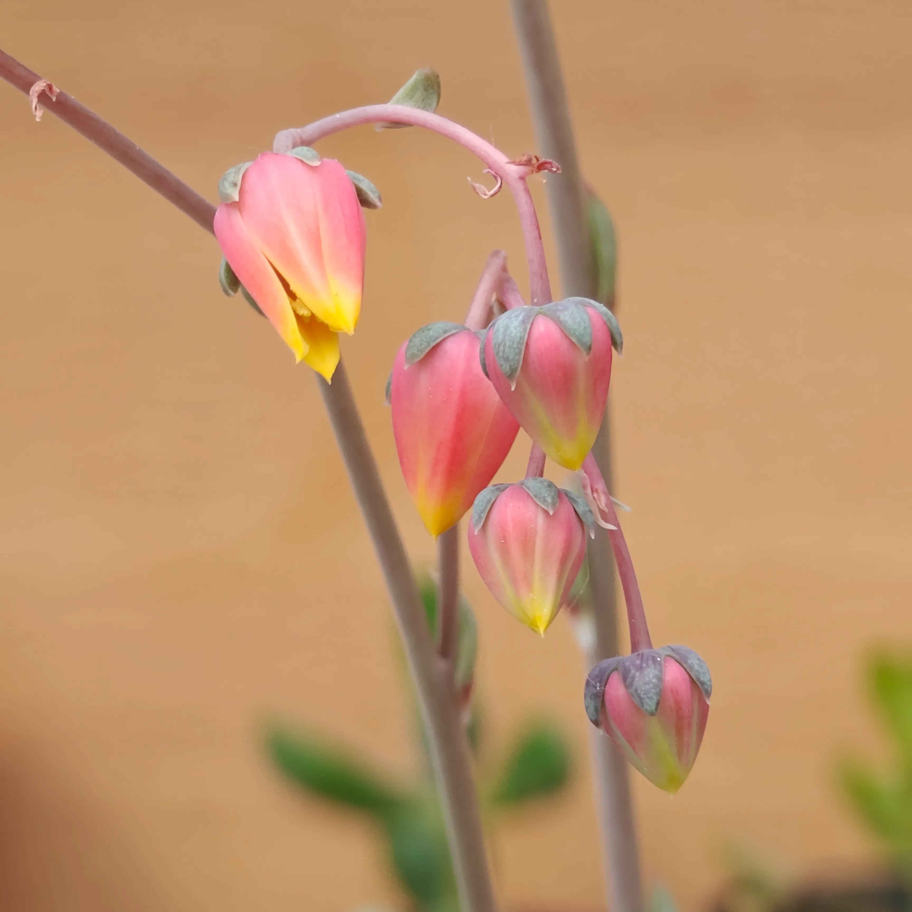 Echeveria purpusiorum 5