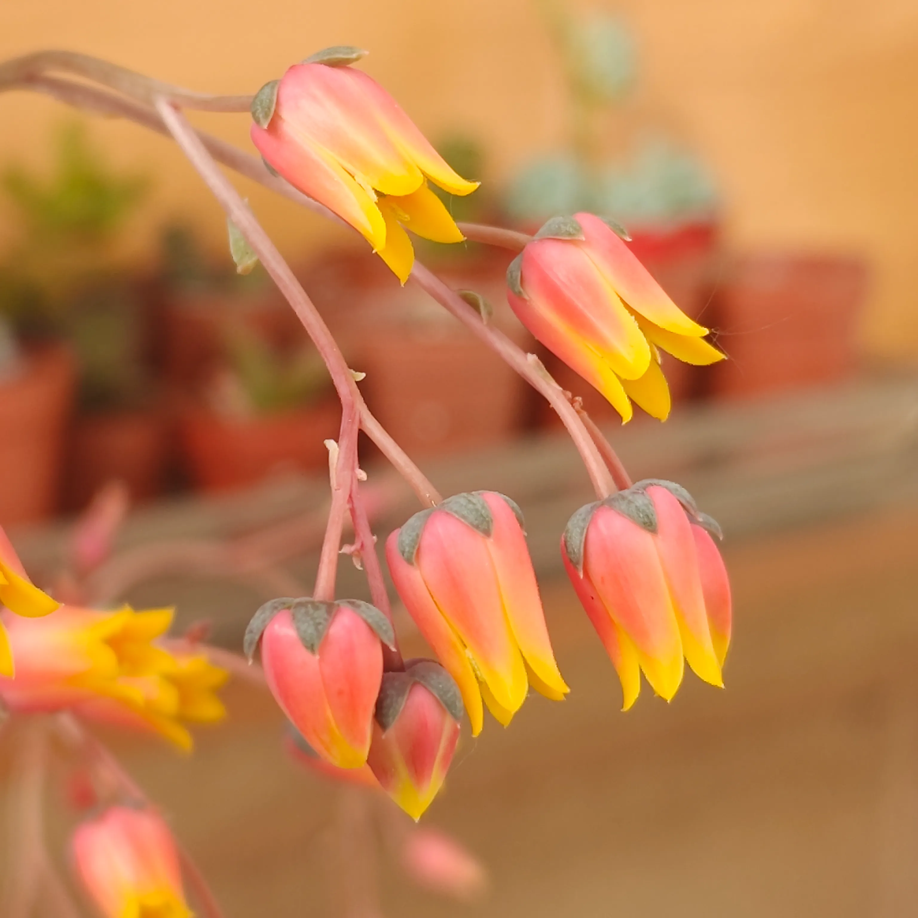 Echeveria purpusiorum 3