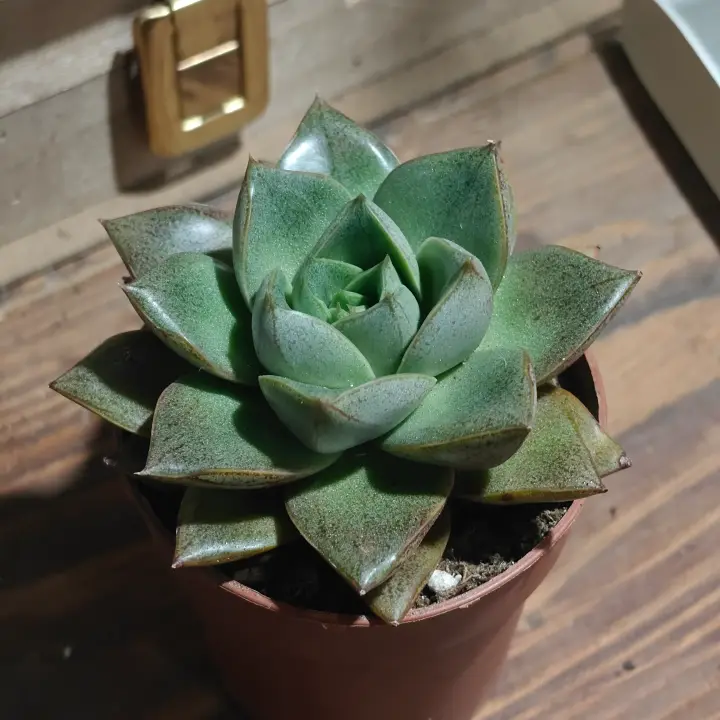Echeveria purpusiorum 2