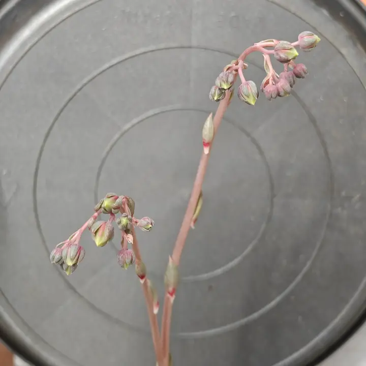 Echeveria purpusiorum flor 8