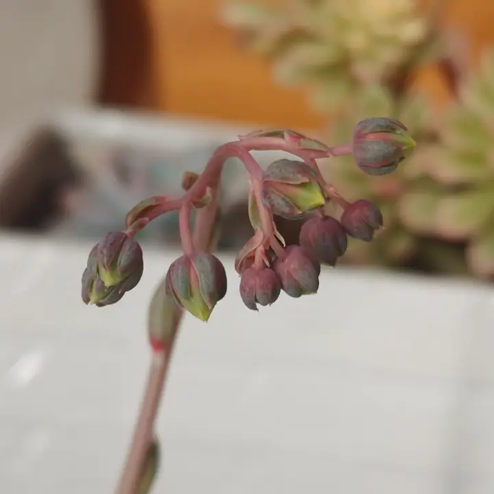 Echeveria purpusiorum flor 9