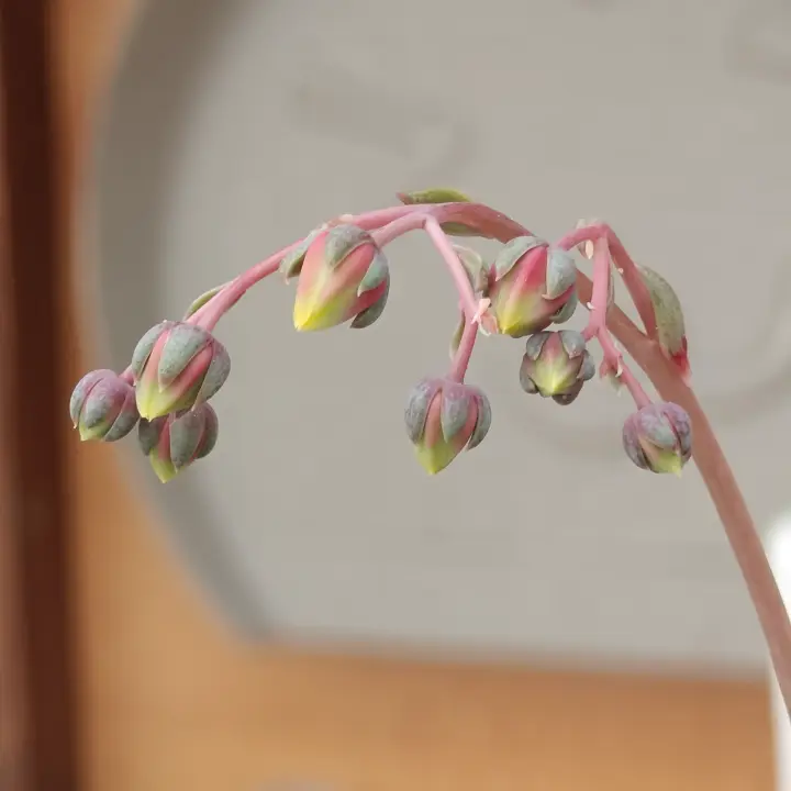 Echeveria purpusiorum flor 6