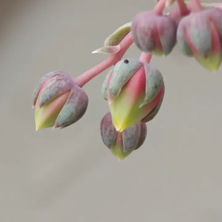 Echeveria purpusiorum flor 7