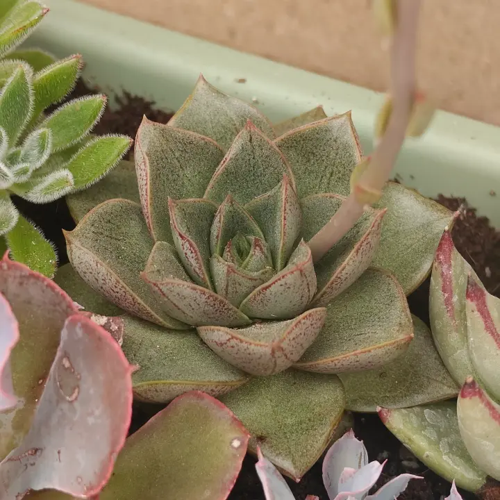 Echeveria purpusiorum 1