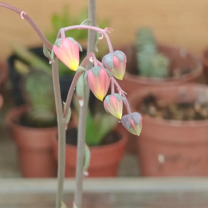 Echeveria purpusiorum flor 4